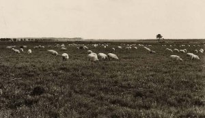 Les landes sans pin.